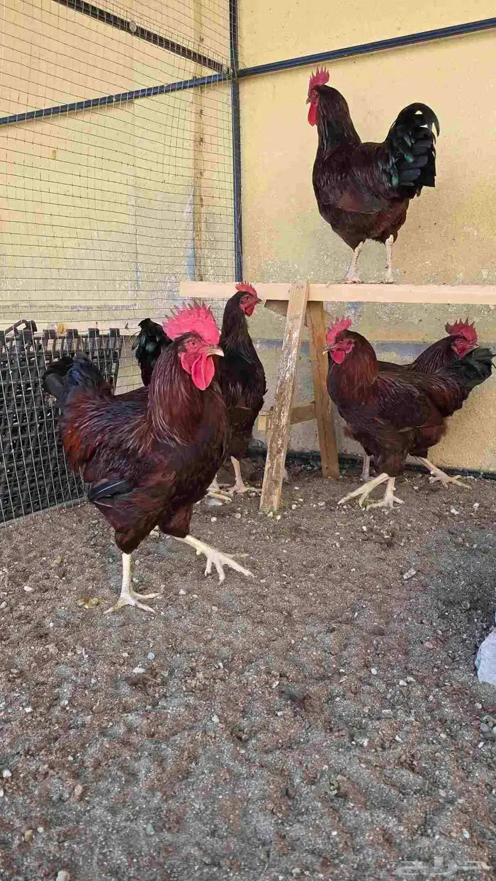 ديك ديوك فرنسي عسلي دبسي فاخر 1