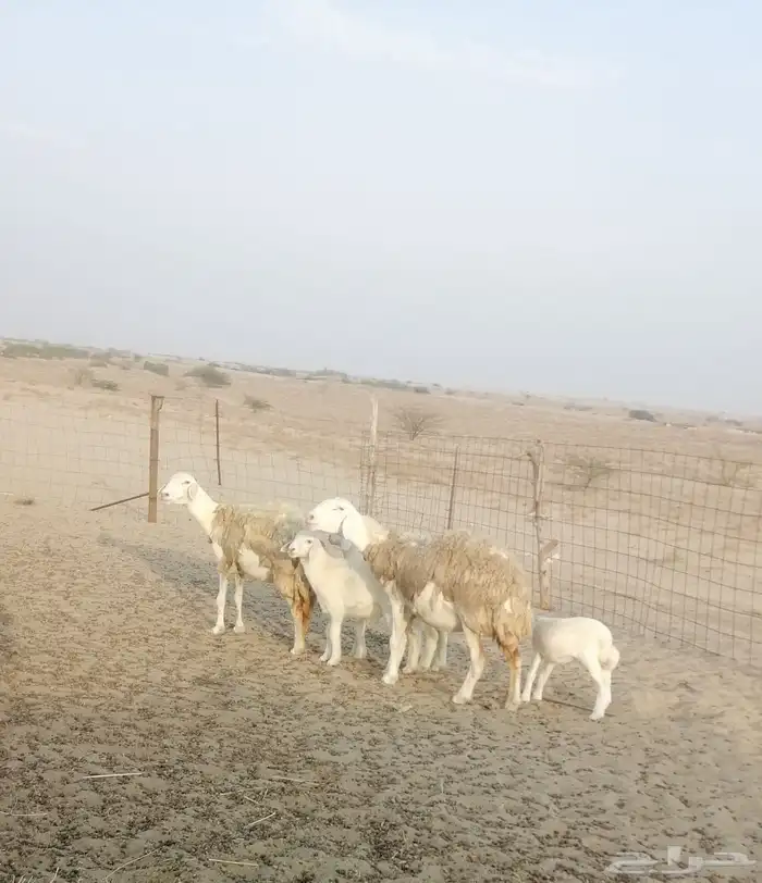 تم البيع 0