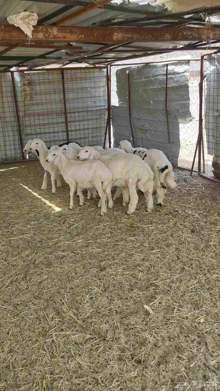 طليان حريات 2