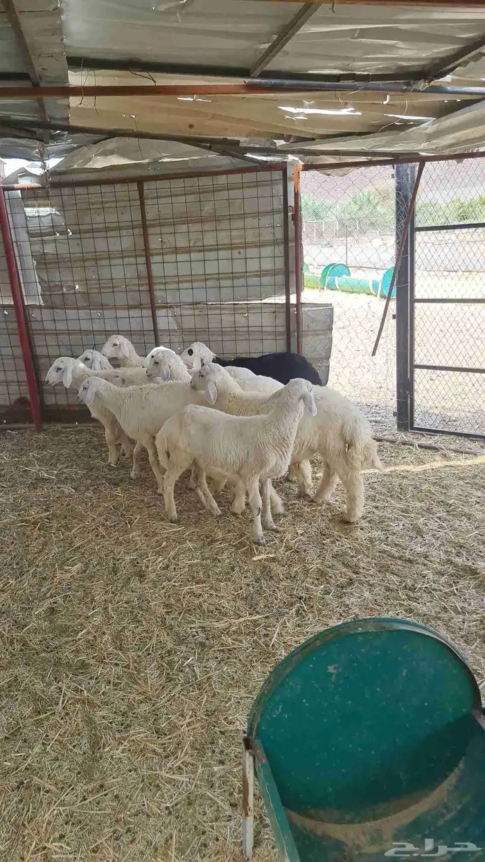 طليان حريات 3