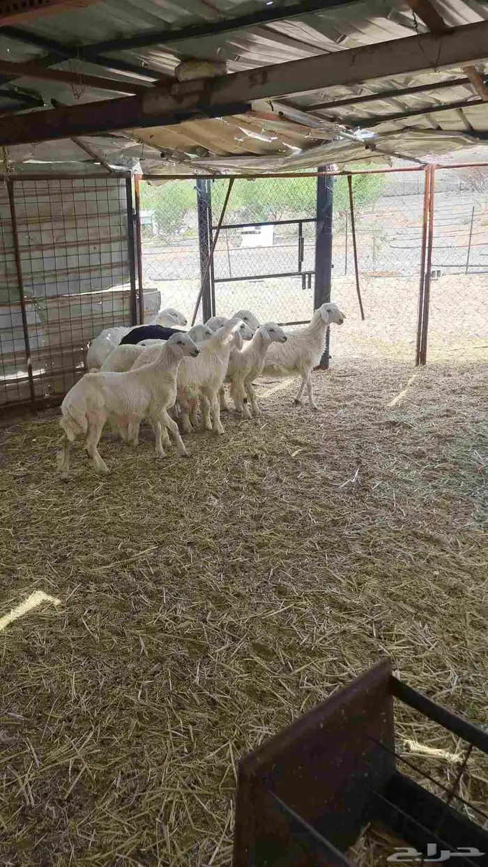 طليان حريات 7
