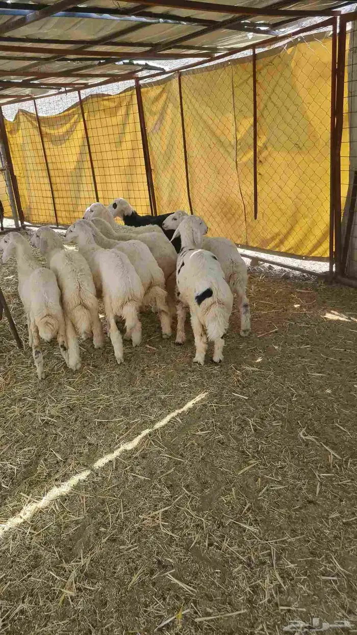 طليان حريات 1