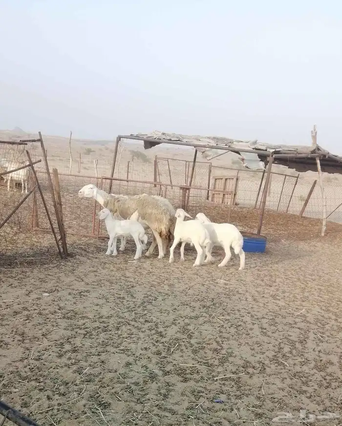 تم البيع 4