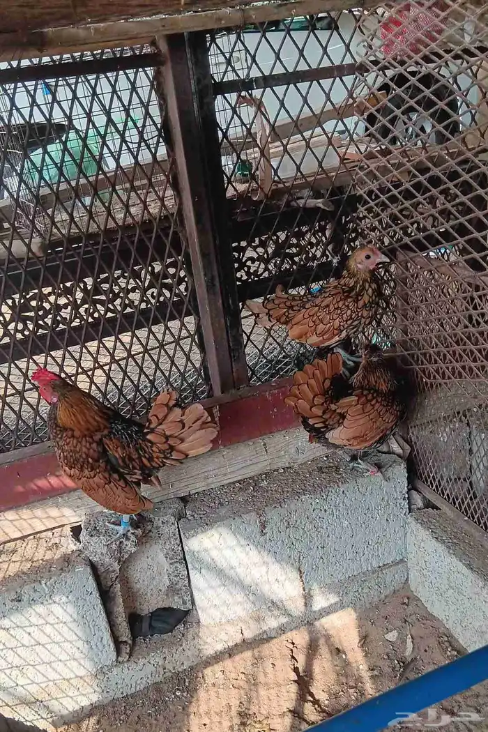 دجاج سبرايت نحاسي 7