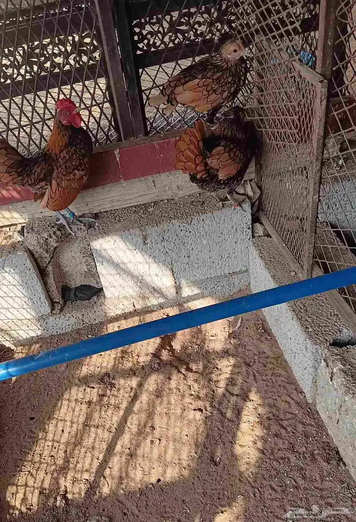 دجاج سبرايت نحاسي 6