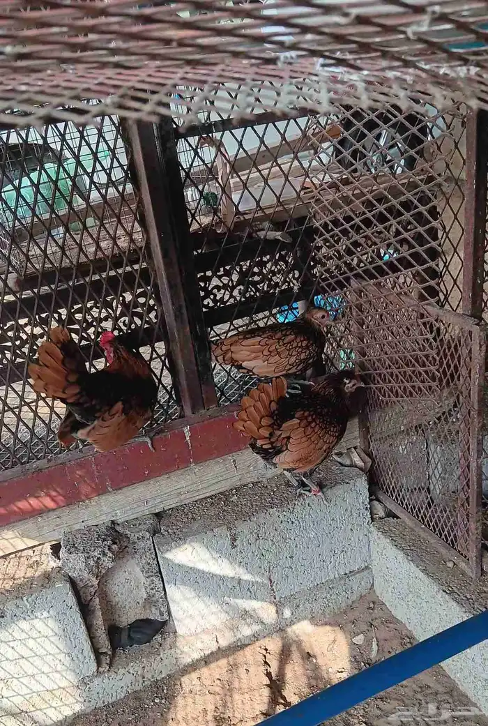 دجاج سبرايت نحاسي 5
