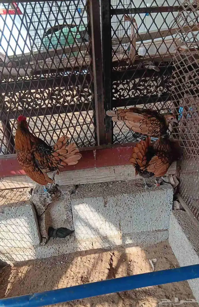 دجاج سبرايت نحاسي 4