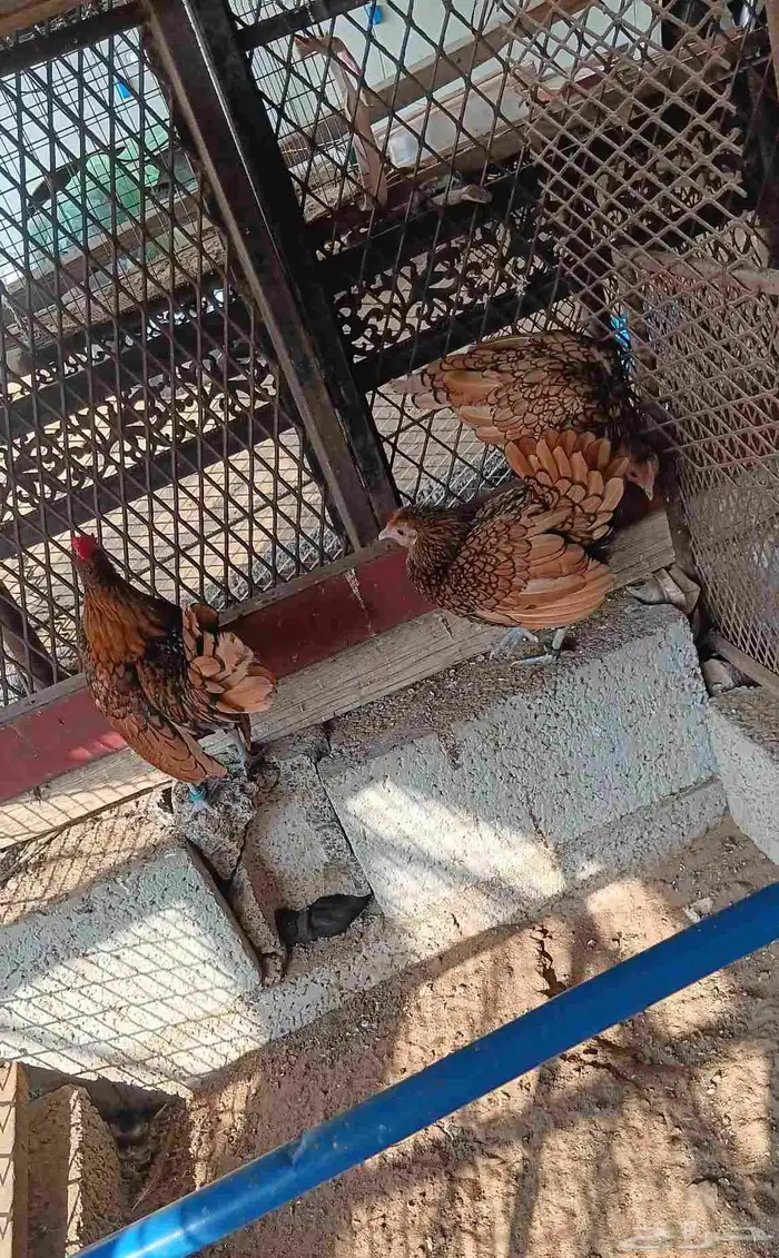 دجاج سبرايت نحاسي 2