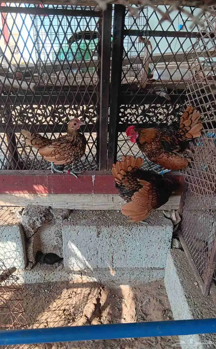 دجاج سبرايت نحاسي 0