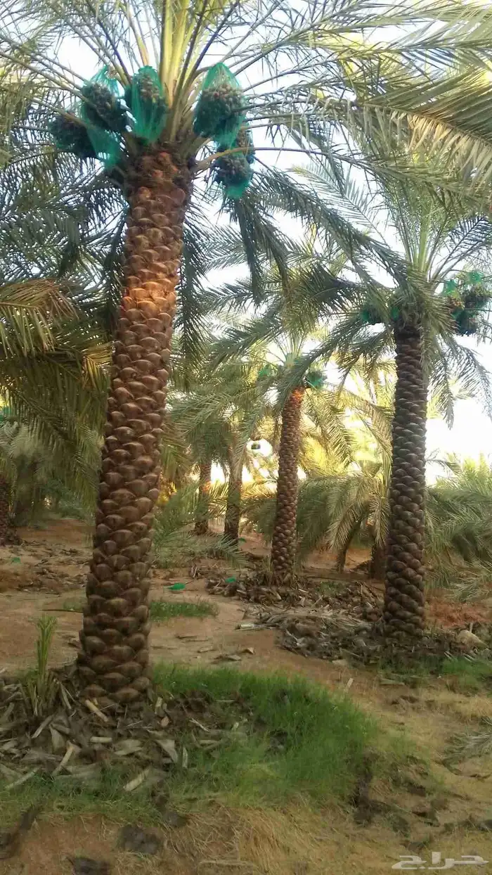 نخل للبيع 0