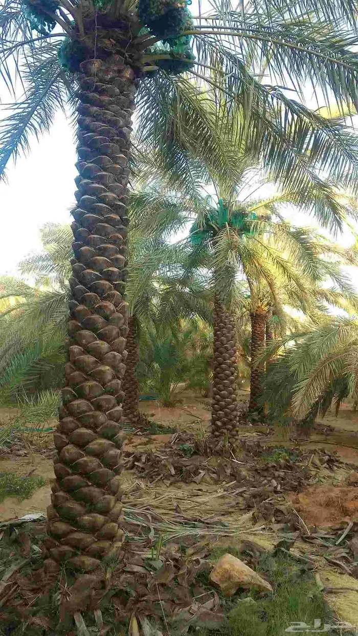 نخل للبيع 2