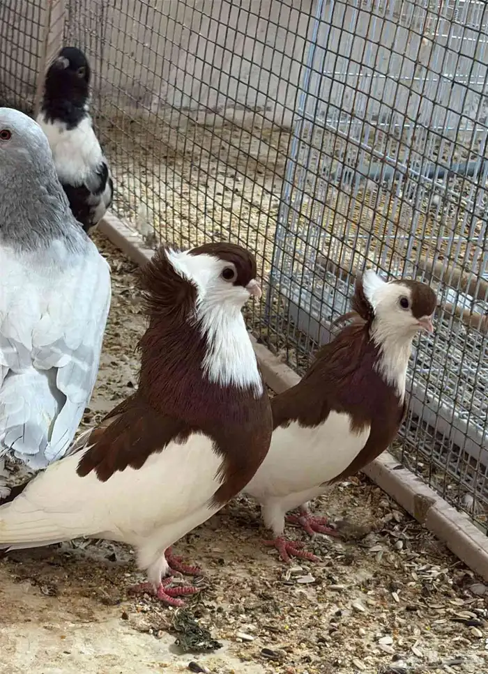 دجاج وحمام زينة الرياض وتوصيل مجاني لجميع انحاء المملكة 6