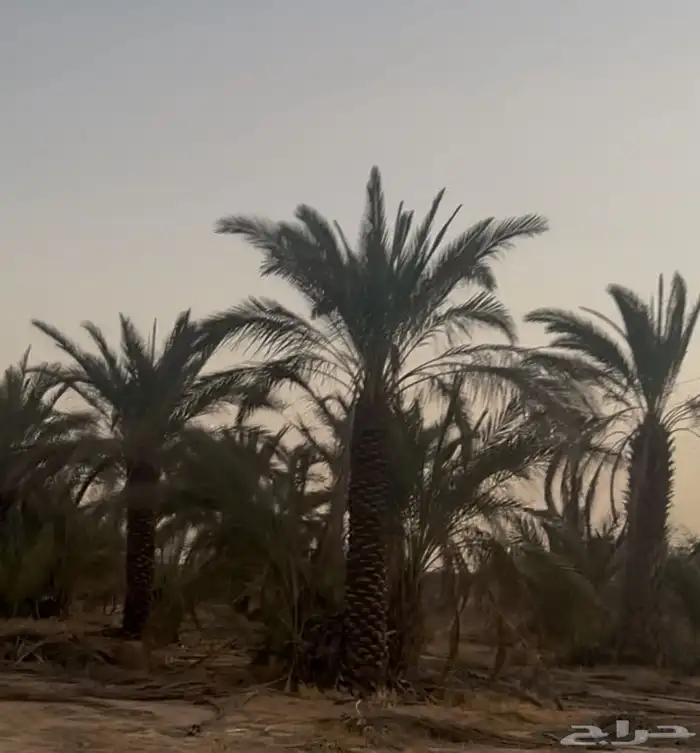 نقوم بتوريد جميع أنواع النخيل الواشنطني والعربي أفضل أنواع ن 1