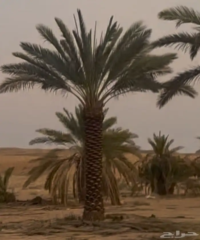 نقوم بتوريد جميع أنواع النخيل الواشنطني والعربي أفضل أنواع ن 2