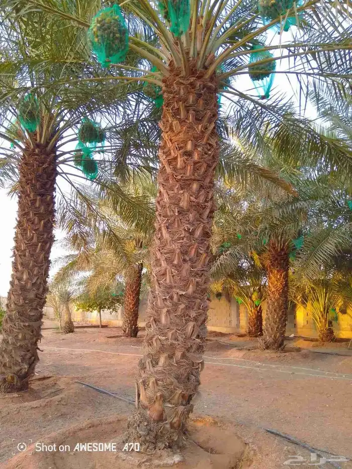 نخل عربي و اشنطني للبيع 3