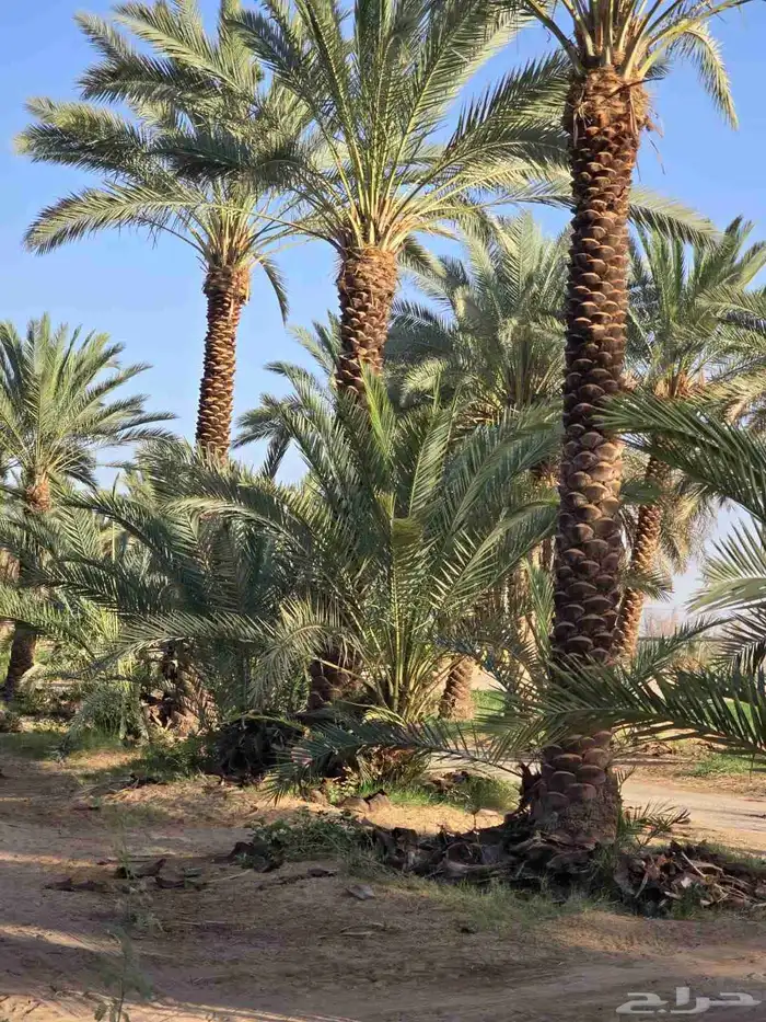 توريد وزراعه نخل واشنطني زينه ونخل عربي بجميع المقاسات 0