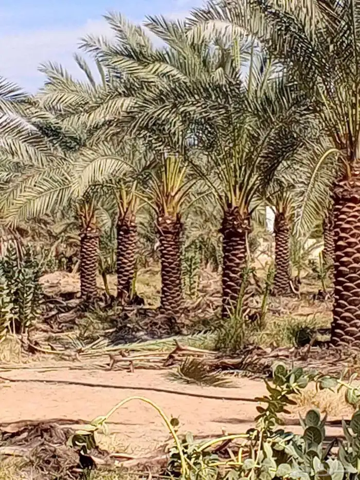 نخل للبيع 1