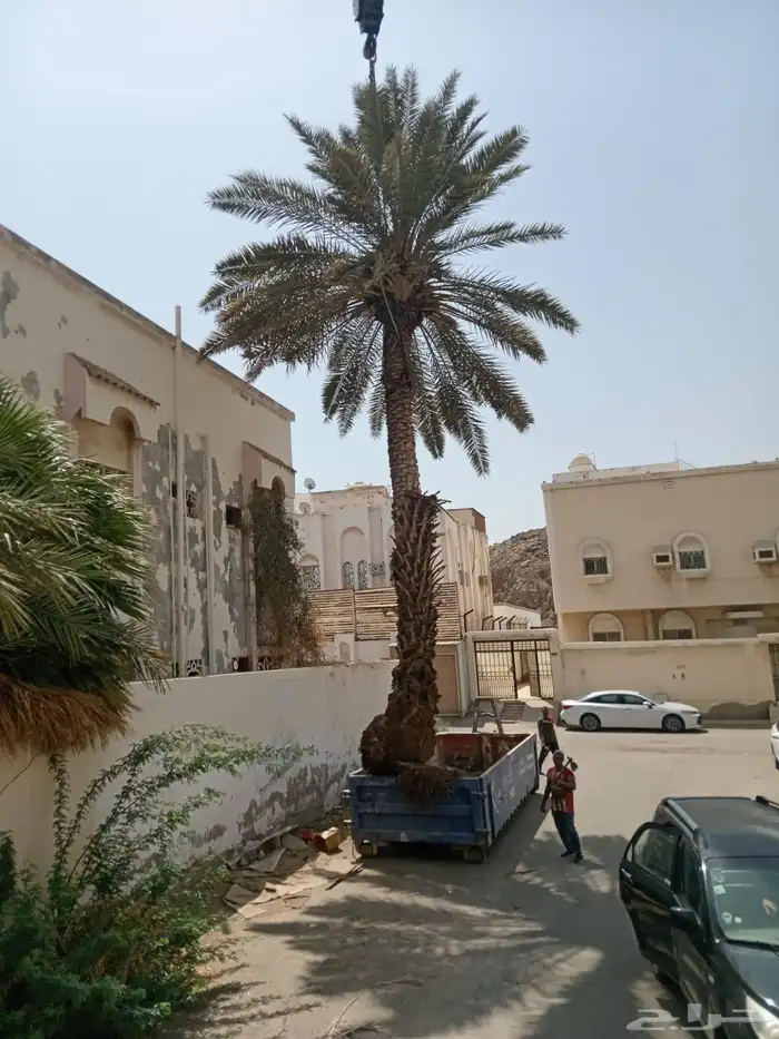 معلم قص نخل وشجر 0