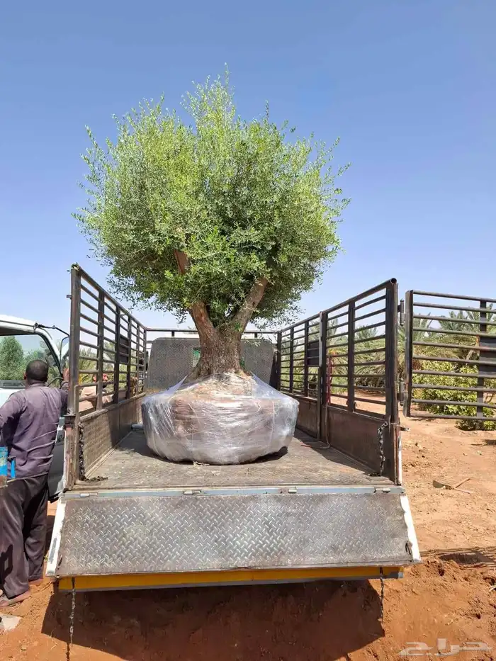 اشجار زيتون معمر 0