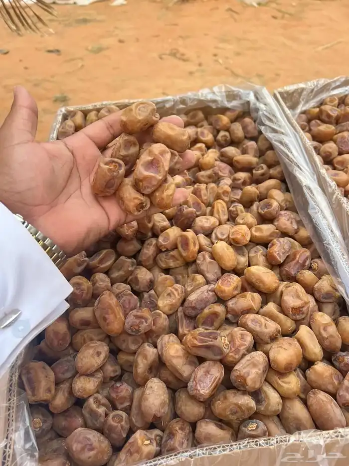 400 كرتون تمر إخلاص الجله جاهز 5