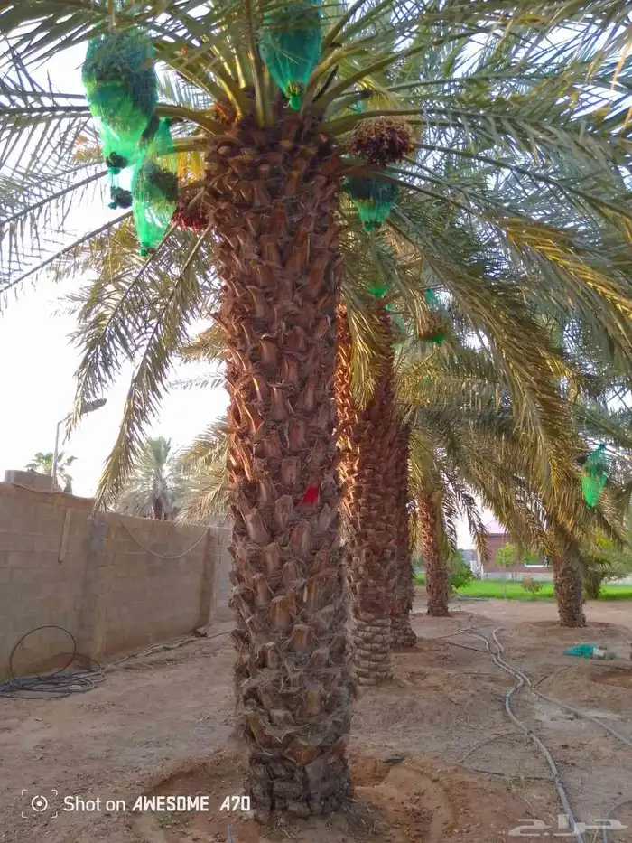نخل عربي و اشنطني للبيع 5
