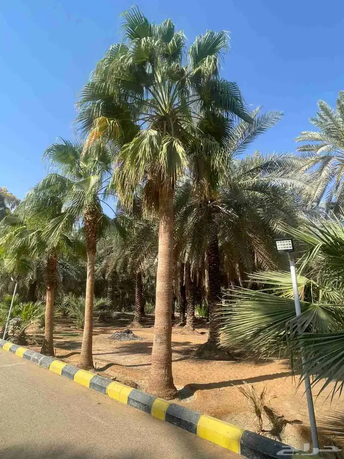 نخل عربي و اشنطني للبيع 2