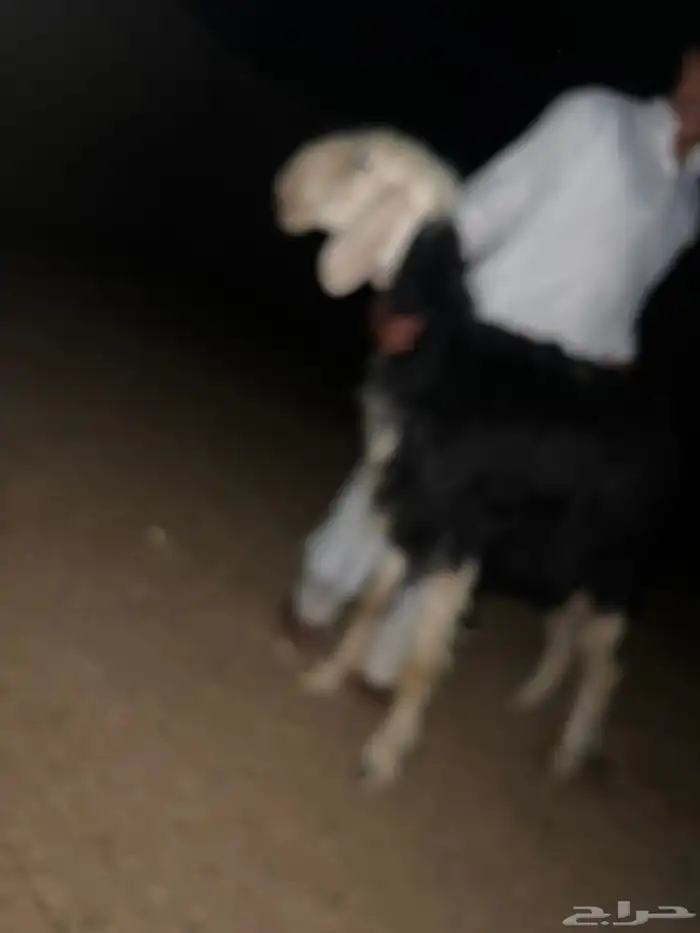 البيع رخل نجديه صنف اصنف 1