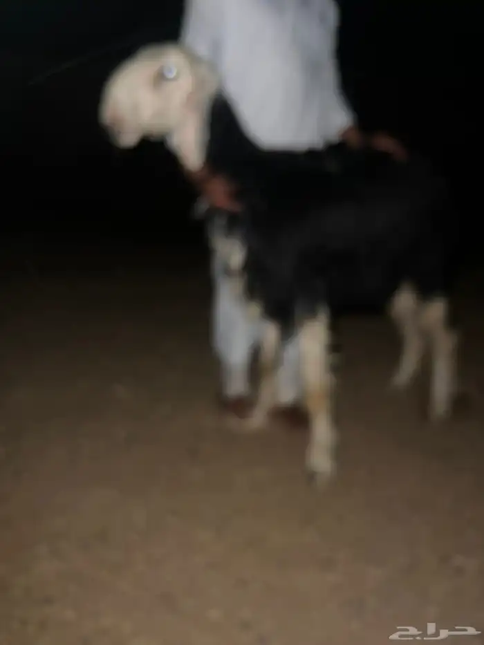 البيع رخل نجديه صنف اصنف 2