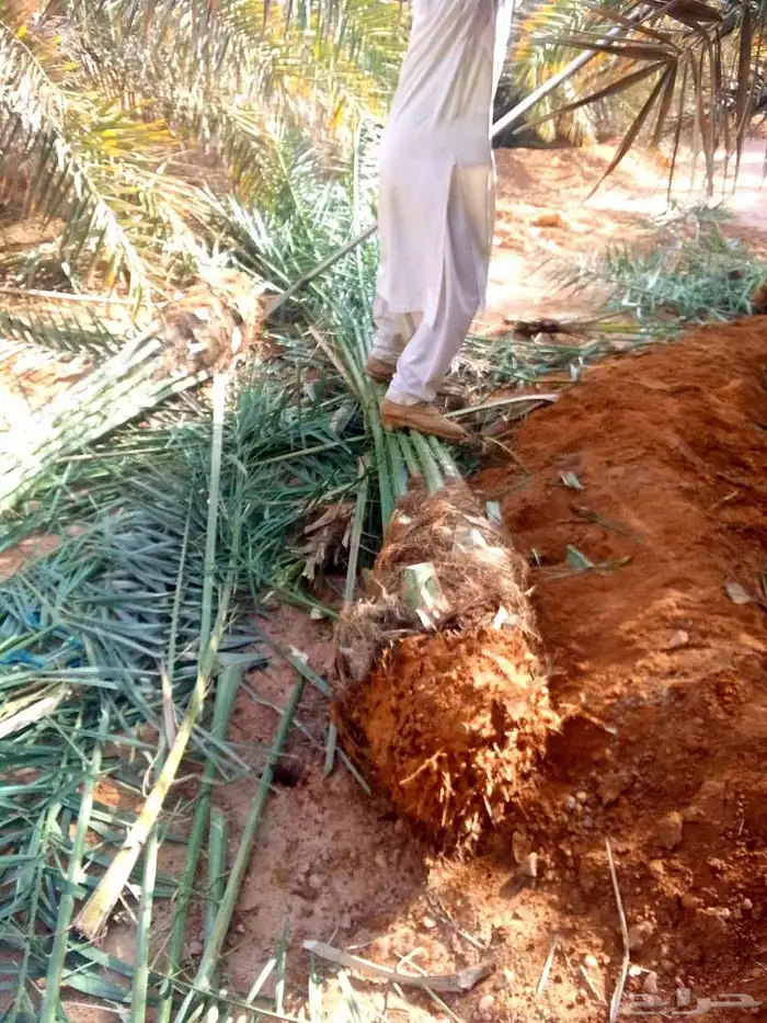 نخل مثمر للبيع نخل واشنطني مع إمكانية التوصيل والغرس 5