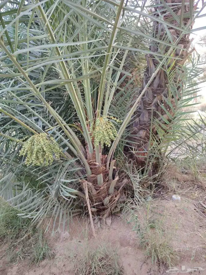 سلام عليكم اليوم عندنا الفسيل المثمره الحد زبينا 8