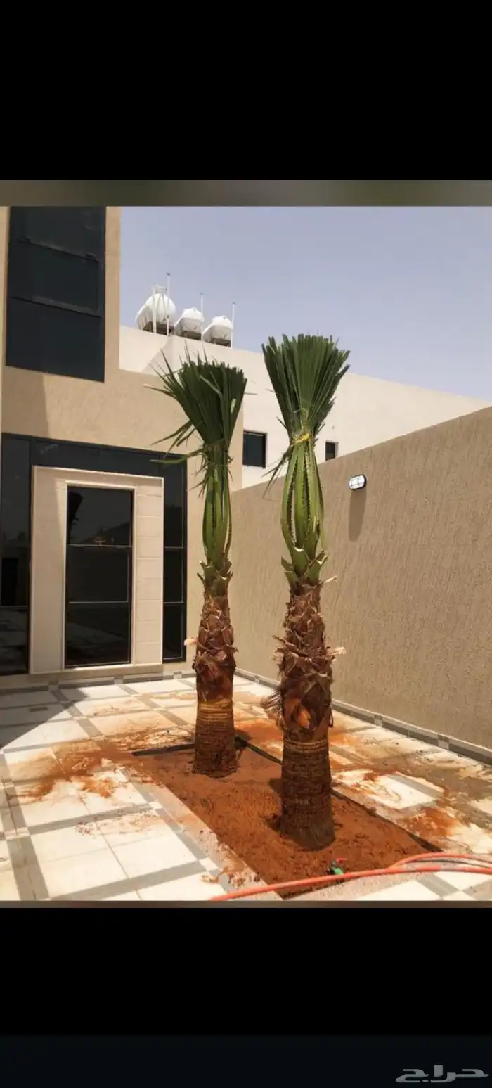 النخيل للبيع 1