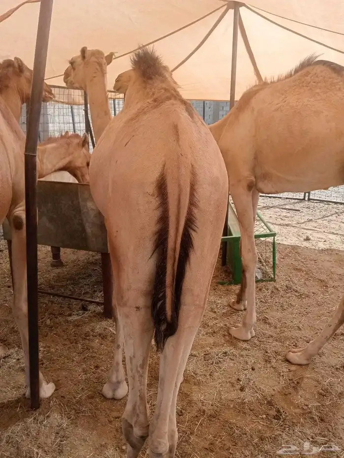 للتجار واصحاب الملاحم وهواة التربية متوفر قعدان تبيض الوجه 4