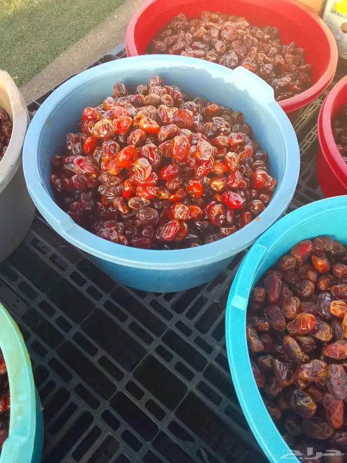 تمور حائل الفاخره 9