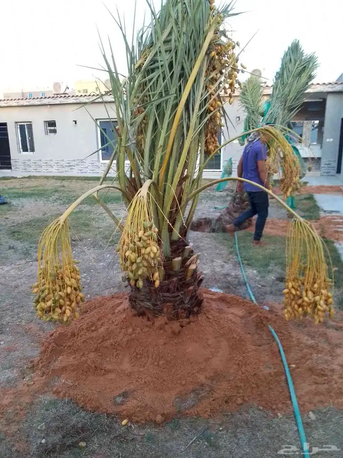 نخل مثمر فاخر للبيع منوع نقايل جثايث صقعي برحي سكري مجدول غر 8