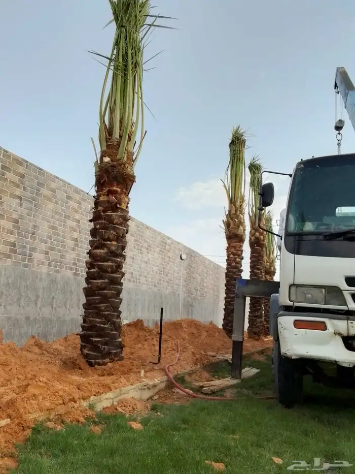 نخل مثمر فاخر للبيع منوع نقايل جثايث صقعي برحي سكري مجدول غر 7