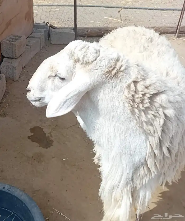 فحل حري صنف 5