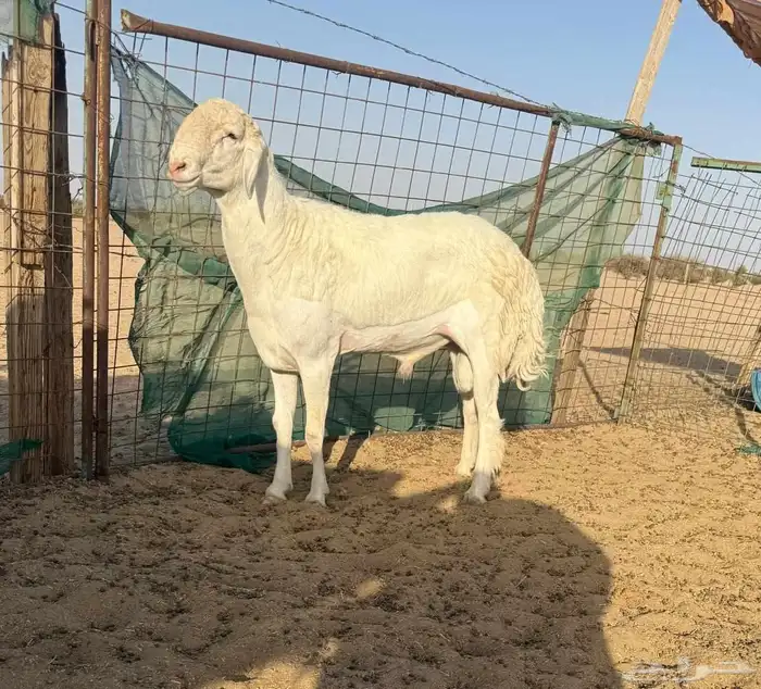طلي حري مشروط ابرص جرم فاخر لأهل النظر والنوادر 0