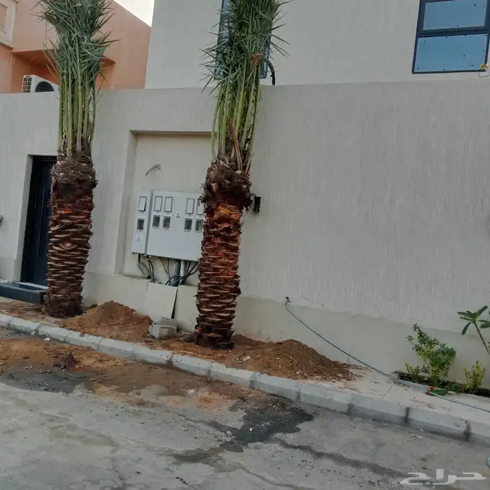 نخل القصيم نخلوطيب ومثمر على هذا الرقم 2