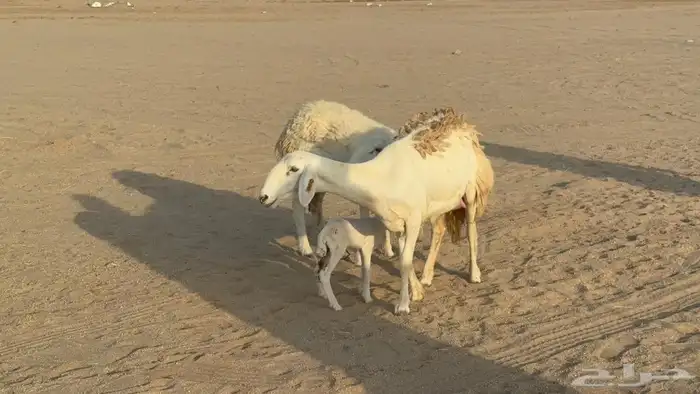 غنم حريات خلفات حرش 4