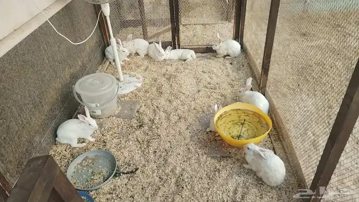 ارانب للبيع لاعلى سوم 4