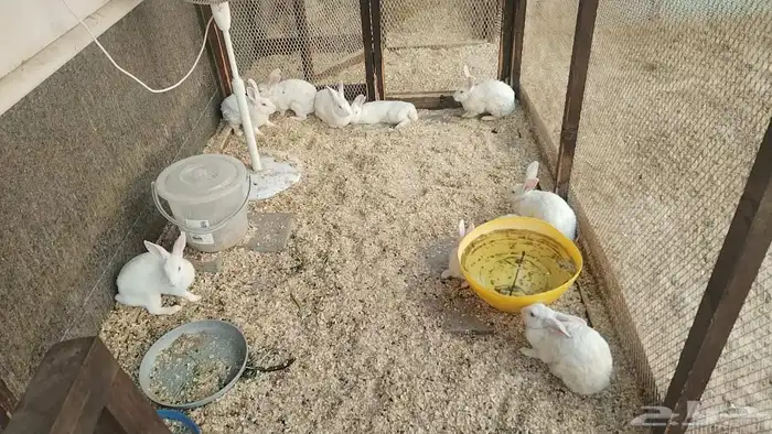 ارانب للبيع لاعلى سوم 5