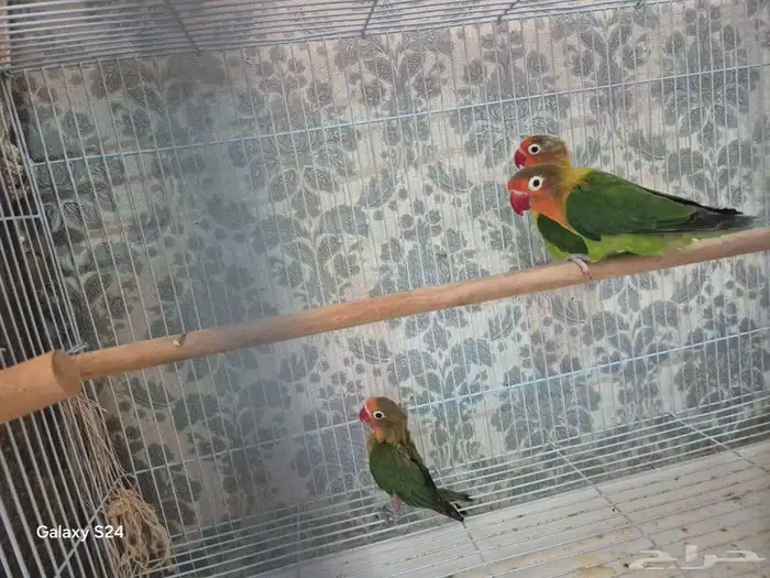 جوز فشر 0