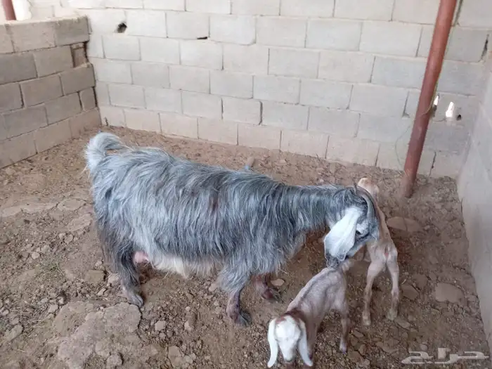 معزا متاويم 1