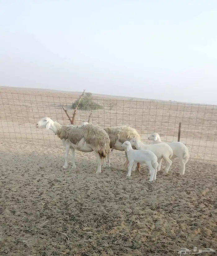 تم البيع 5