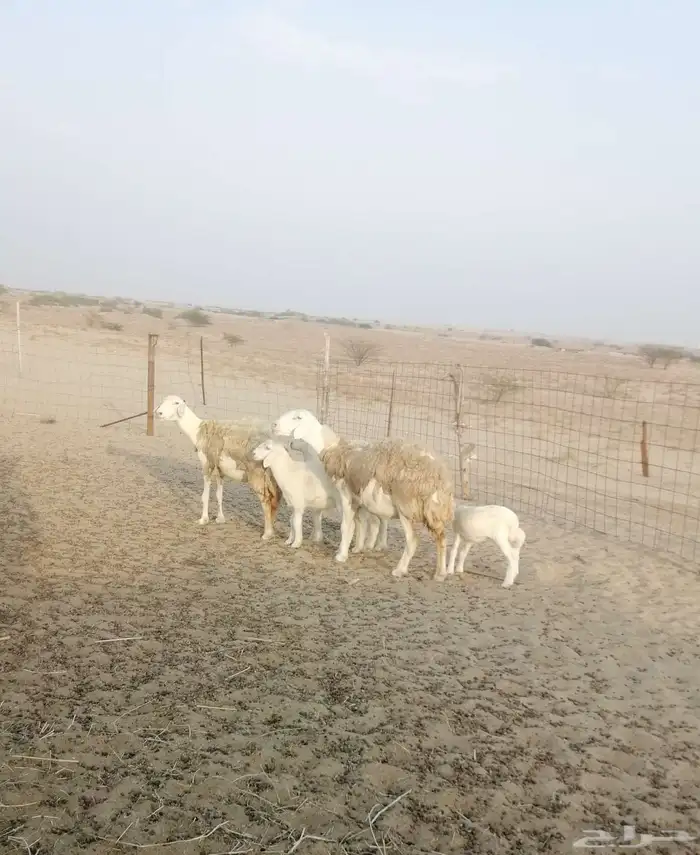 تم البيع 1
