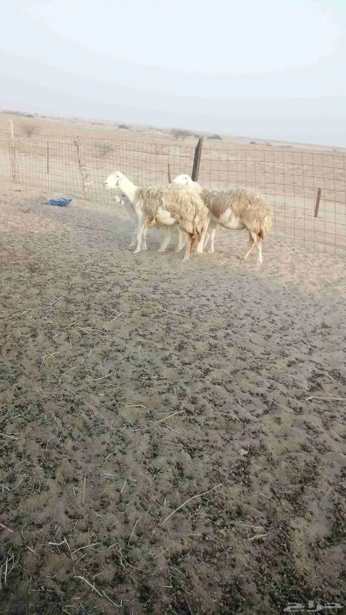 تم البيع 2