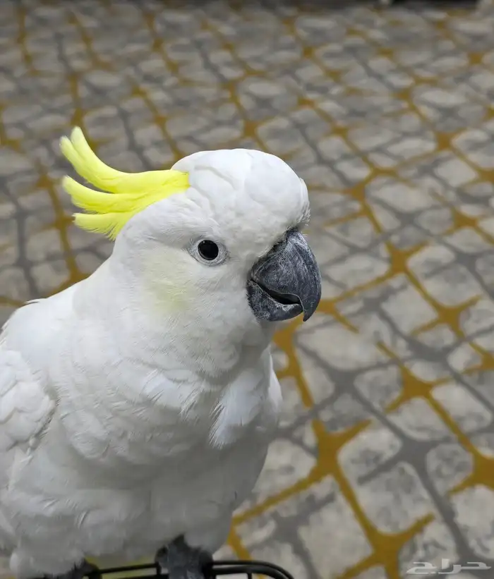 للبيع ببغاء كاكاتو سيلفر 6