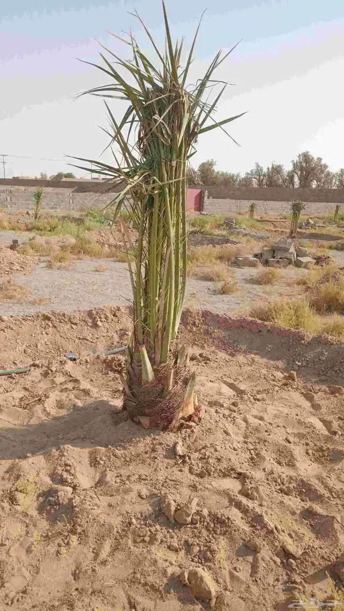 يوجد لدينا جميع انواع النخيل الى جميع أنحاء المملكة نقايل فل 0
