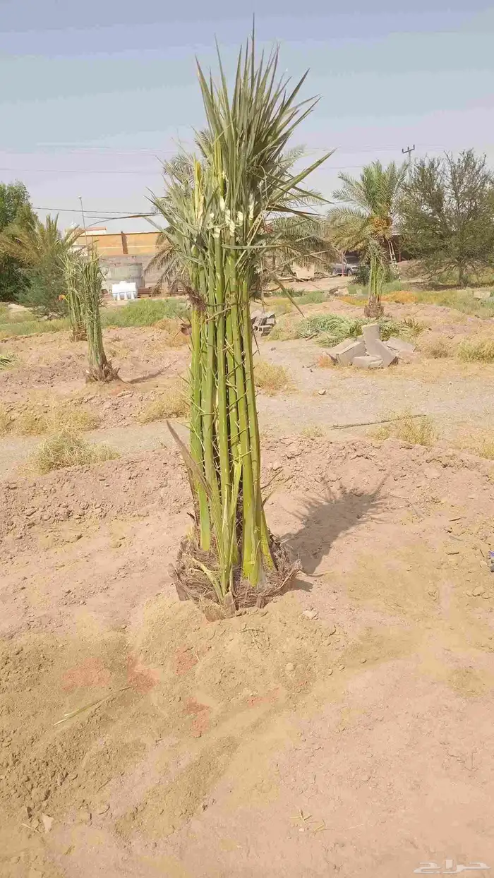 يوجد لدينا جميع انواع النخيل الى جميع أنحاء المملكة نقايل فل 5