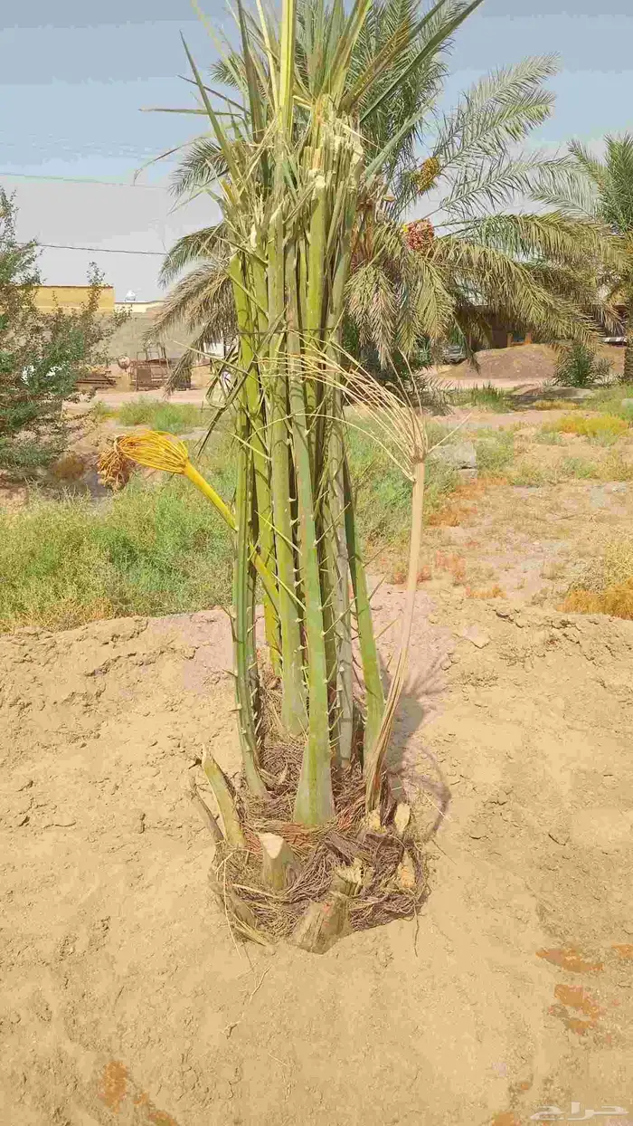 يوجد لدينا جميع انواع النخيل الى جميع أنحاء المملكة نقايل فل 1